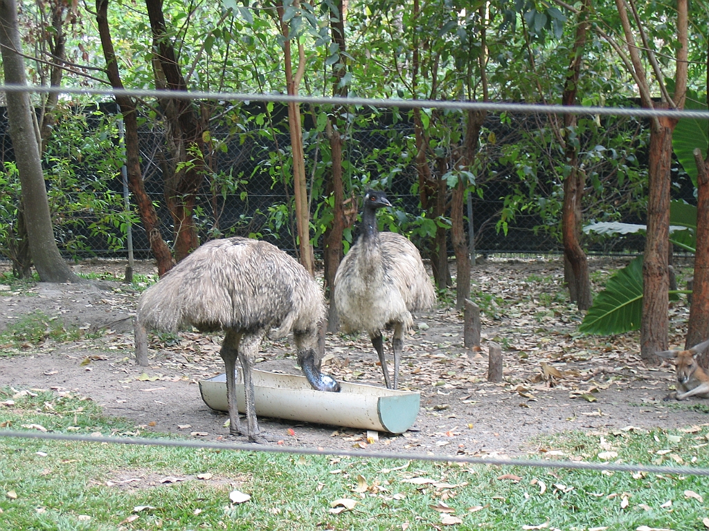 CairnsTC182 Cairns Tropical Zoo.jpg